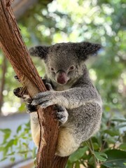koala in tree