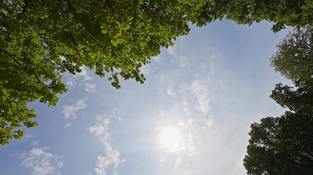 H&auml;ngende Baumzweige unter strahlend blauem Himmel und Sonnenschein, Regensburg, Bayern, Deutschland
