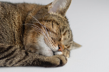 closeup of a relaxed sleeping tabby cat curled on white surface