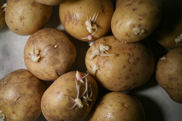 Close-up of sprouting potatoes on a textured surface