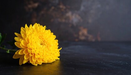 Yellow flower rests on stark black surface vibrant yellow blossom stands out against dark background
