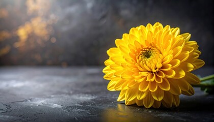 Yellow flower blooms on dark contrasting surface bright yellow blossom offers stark contrast to dark background