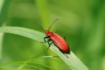 insecte