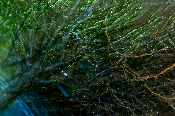 Iced branches at night