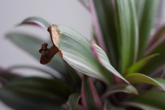 Close-up of a Tradescantia plant with green and pink variegated leaves and a dried brown tip, showing natural leaf damage and indoor plant growth.