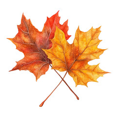 Fototapeta premium Two colorful autumn maple leaves crossed isolated on transparent background
