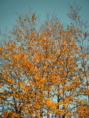 Yellow leaves, tree yellow, blue sky, sky, landscape