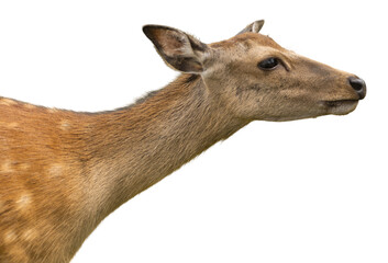 A deer stands with its head turned slightly to the side, showing its neck and face. The deer has a light brown coat with spots and a calm demeanor. The background is transparent