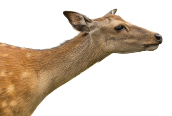A deer stands with its head turned slightly to the side, showing its neck and face. The deer has a light brown coat with spots and a calm demeanor. The background is transparent