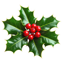 Holly and berries