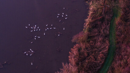 Schw&auml;ne schwimmen auf einem Gew&auml;sser in einer l&auml;ndlichen Gegend w&auml;hrend der D&auml;mmerung