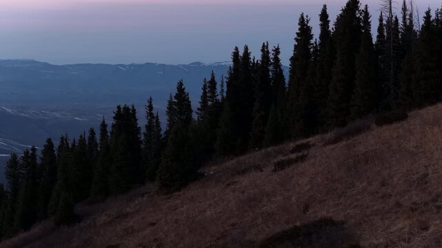 Maral deer, wapiti in the highlands. Ile-Alatau National Park. Kaskelen gorge.