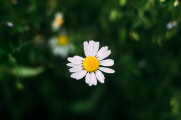 Fototapeta premium Vibrant White Daisy With Textured Pollen Set Against Lush Green Backdrop For Nature Imagery