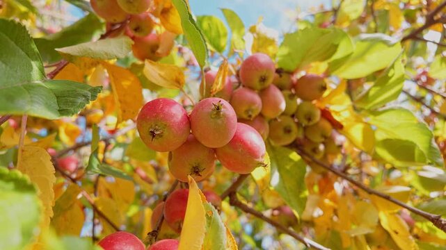 Textured close-up of dark red, plump crab apples amidst yellowing autumn leaves on sunny day. Bounteous display of small, ripe apples still hanging on peak of fall, close-up, natural autumn scene