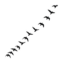 Silhouettes of a flock of birds flying in formation on white