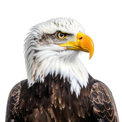 Obraz premium Striking portrait of a Bald Eagle against a dark background.