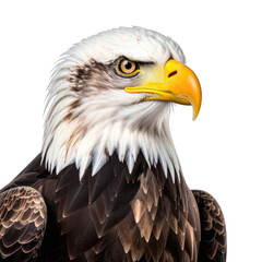 Obraz premium A striking, detailed portrait of a bald eagle's head and upper body against a solid black background.