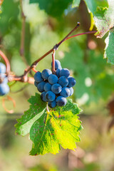 Close-up of ripe blue wine grapes hanging on a vine in Sremski Karlovci, Serbia, highlighting the rich color and freshness of the autumn harvest.