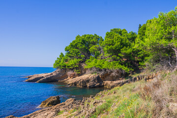 Rocky cove in Ulcinj, Montenegro, framed by lush pine trees and crystal-clear Adriatic waters. The rugged shoreline meets vibrant greenery under a cloudless summer sky.