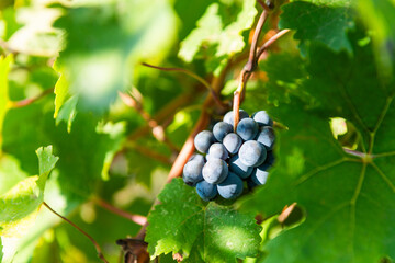 Close-up of a cluster of ripe blue grapes hanging on a vine surrounded by lush green leaves. The sunlight highlights their natural texture, symbolizing harvest and vineyard beauty.