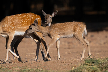 Spotted deer standing in an open area against a dark background. Two young deer walk and graze in a natural posture showing their closeness.