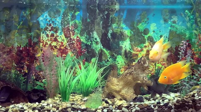 Two bright orange fish swim peacefully inside a clear aquarium, moving gently among bubbles and reflections, creating a calm and colorful underwater scene filled with simple beauty