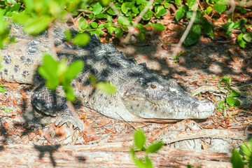 An American crocodile in the mangrove swamps of Everglades National Park.