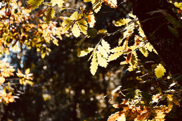 Golden Autumn Leaves Illuminated by Sunlight – Natural Forest Bokeh Scene