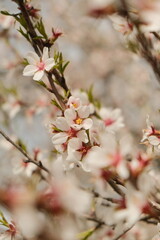 Delicate Spring Blossom Branch With Buds