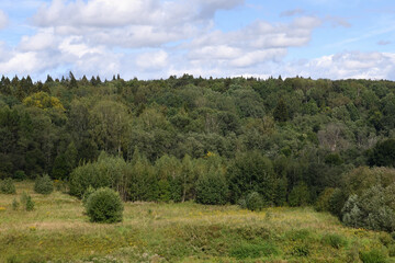 Obraz premium A fragment of a dense deciduous and coniferous forest near Moscow