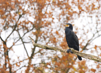 Cormorant from the side against a brown background, beautiful cormorant on a branch looking to the left, brown leaves in the background, Phalacrocoracidae