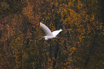 Great egret in flight against a brown background, great egret in flight and brownish-yellow autumn leaves in the background, large white bird with a yellow beak, Ardea alba