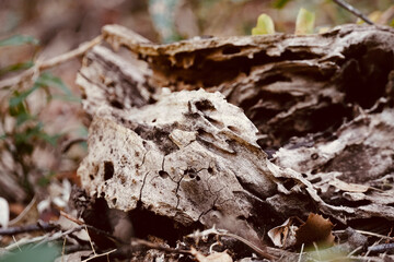 Aged Dry Log with Holes on Forest Floor – Detailed Rotten Wood Texture Close-Up