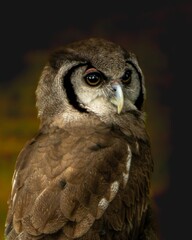 Obraz premium retrato de un buho en fondo oscuro