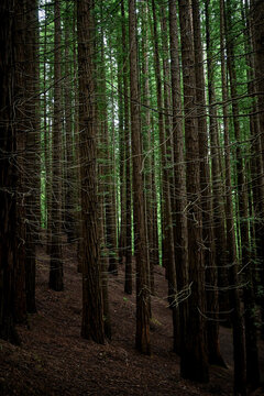 muchos arboles de pinos juntos