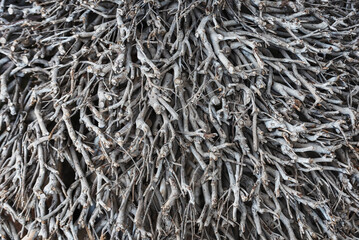 Interweaving of branches of trimmed bushes.