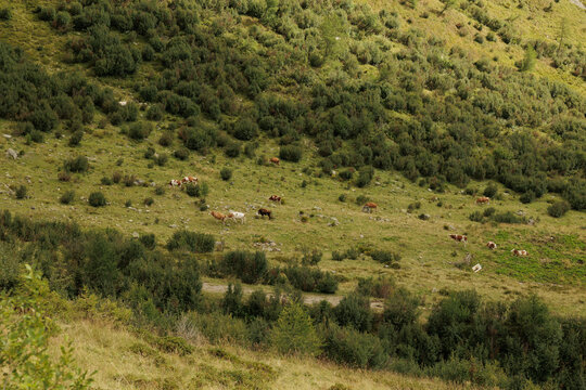 mucche lontane al pascolo tra i prati e i cespugli bassi di un ambiente naturale di montagna in estate
