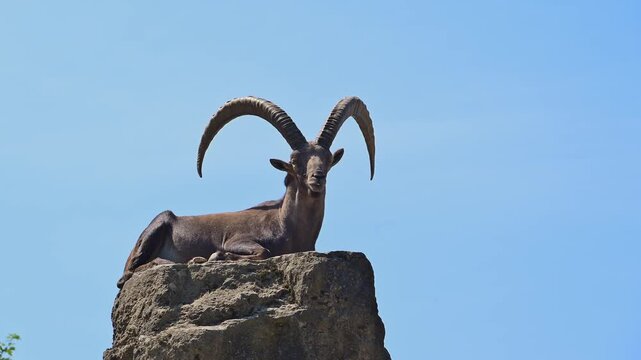 Ein liegender Steinbock (Capra ibex), auf einem Felsen sonnt sich unter einem klaren Himmel, Deutschland, Europa