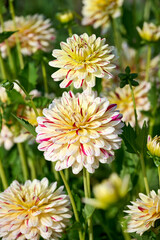 dahlia Creme Silence with beautiful flamed petals in white, yellow and red tones