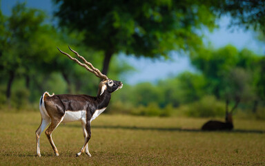 A majestic male blackbuck stands alert on the open grasslands of Tal Chhapar Sanctuary, Rajasthan. Its spiraled horns and striking contrast coat glow beautifully in warm natural light.