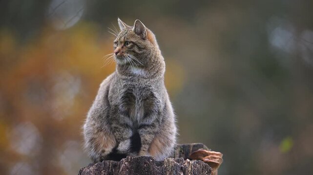 Europ&auml;ische Wildkatze (Felis silvestris), sitzt auf einem Baumstumpf vor herbstlichen Farben, Deutschland, Europa 