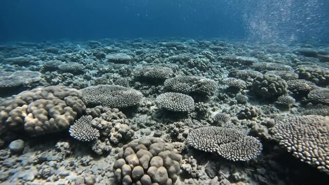 Underwater coral reef ecosystem with diverse formations and clear blue ocean water showing signs of coral bleaching and environmental impact over sandy seabed