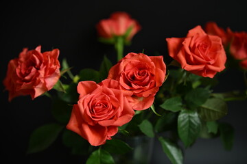 High-contrast photo emphasizing the soft texture of the petals and the deep green leaves. Ideal for themes of love, romance, and celebration