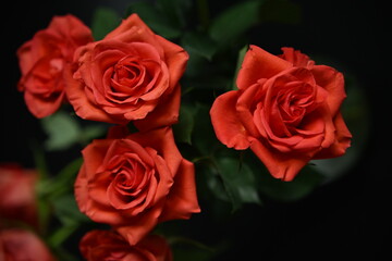 High-contrast photo emphasizing the soft texture of the petals and the deep green leaves. Ideal for themes of love, romance, and celebration