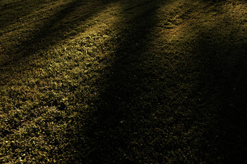 Grass Field with Long Shadows in Warm Sunset Light