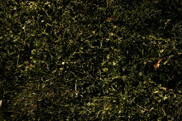 Grass Field with Long Shadows in Warm Sunset Light