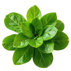 Vibrant green rosette of glossy leaves isolated on a stark black background