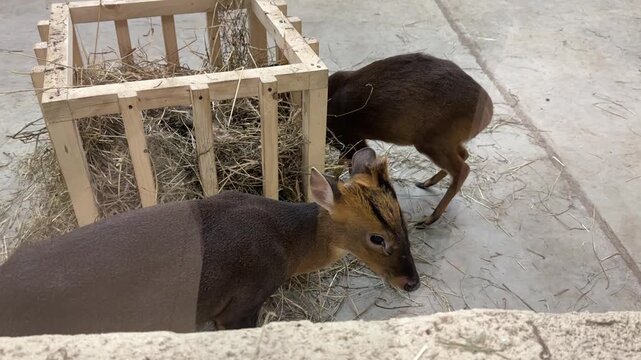 Two muntjaks eat hay in an enclosure at the zoo