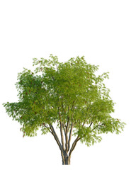 Obraz premium Callistemon viminalis tree, front view, cutout, transparent background, isolate, Lush green tree with dense foliage against a clear background.