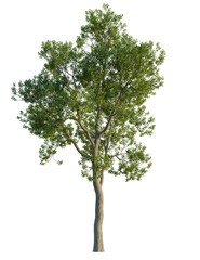 Fototapeta premium Corymbia calophylla tree, front view, cutout, transparent background, isolate, A realistic tree with a thick trunk and lush green foliage, isolated on a black background